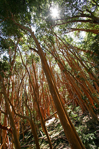 Les Arrayanes sont endémiques de cette région de Patagonie. Ils se remarquent par leur écorce orange.