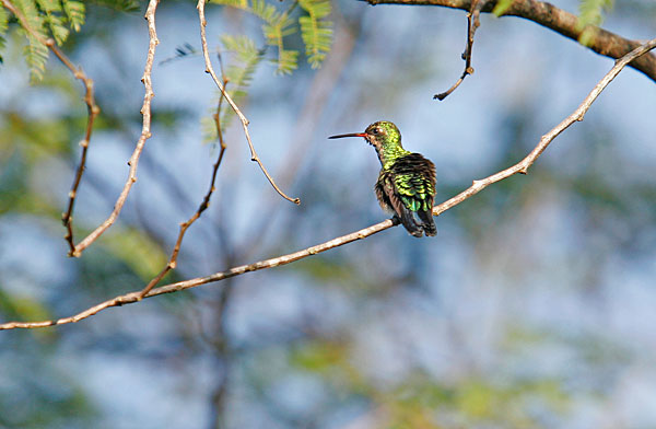 Colibris ou oiseau mouche. Très petit, c'est le seul oiseau capable de voler en stationnaire.