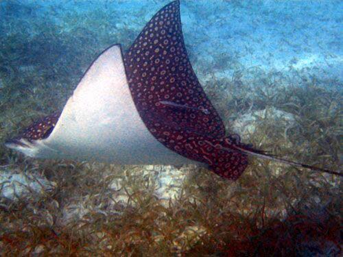 Raie leopard