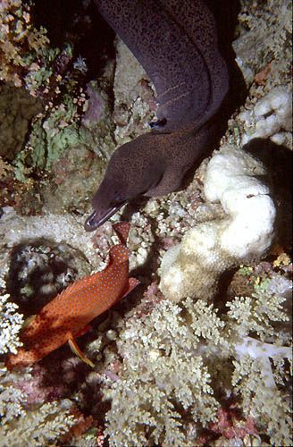 Murène essayant de chopper le mérou !!