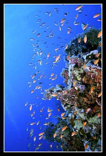 Paysage typique: les antias