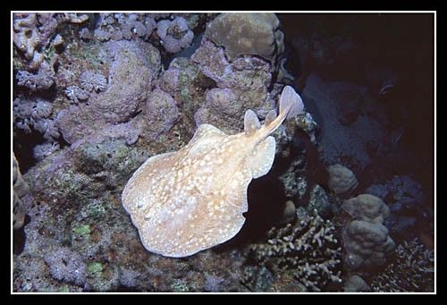 Raie torpille, éléctrique !