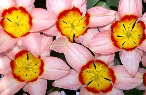 tulipes1