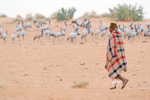 Les grues ne sont pas effrayées par les villageois qui les ont fixé en les nourissant régulièrement.