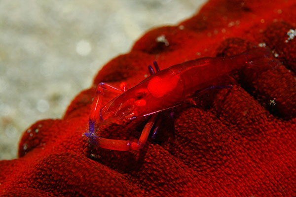 Crevette mimétique du concombre sur lequel il vit!
