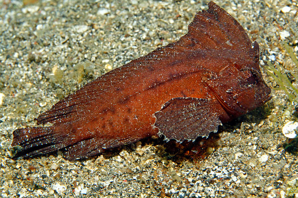Poisson feuille cacatoès