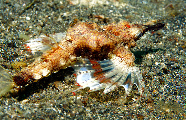 Petit poisson dragon