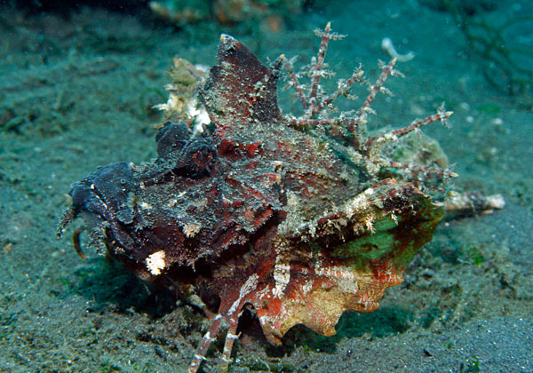 Poisson diable. Il possède des pattes et marche au fond au lieu de nager !!