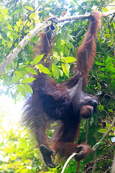 Orang outan signifie homme de la forêt en malais