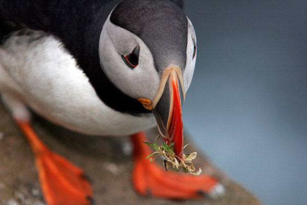 Entretien du terrier