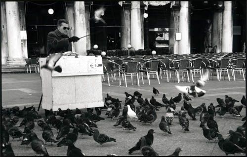 Les fameux pigeons de la place San Marco