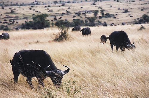 Les grands troupeaux sont la marque du Mara
