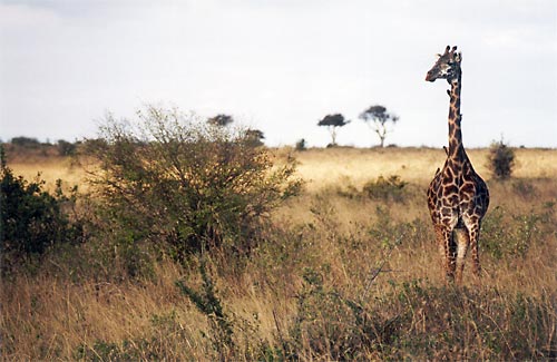 Girafe Massai