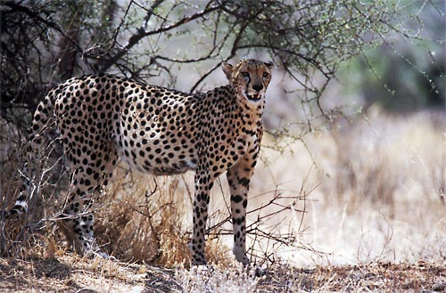 guepard1