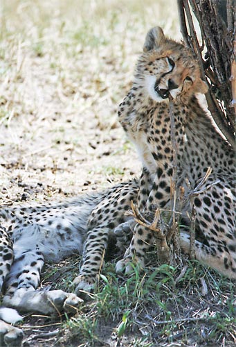 guepard4