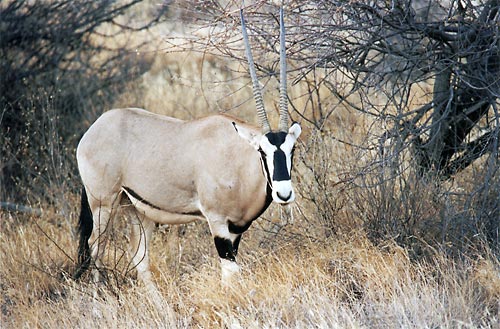 Oryx
