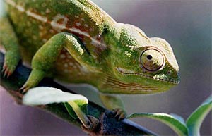 Madagasikara Madagascar