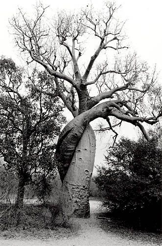 Baobab amoureux