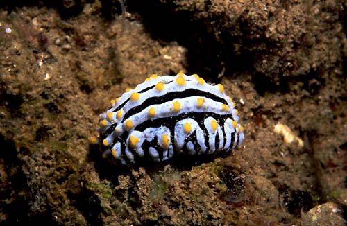 Nudibranche