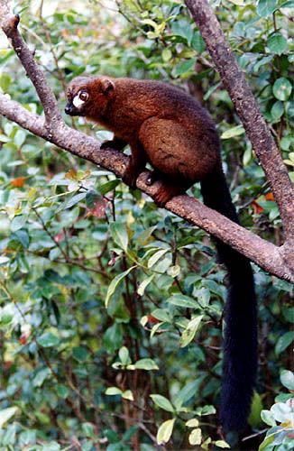 Maki à ventre roux mâle