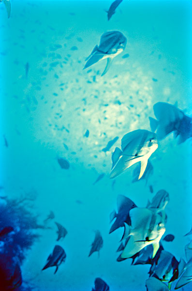 Les rémoras sont en général accrochés à leurs hôtes. Il est rare de les voir en banc.