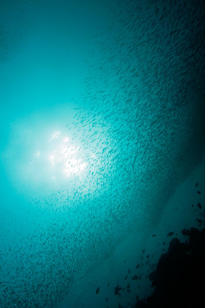 Les glass fish sont planctonophages et se reproduisent aux mêmes périodes que le plancton, d'où les nuées de ces petits poissons réfléchissants qui suivent le plancton.
