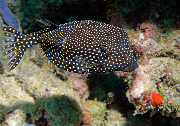 Poisson coffre pintade.