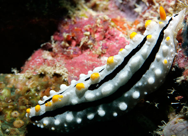 Nudibranche.