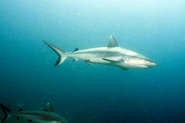 Le requin aussi est un cousin des raies.