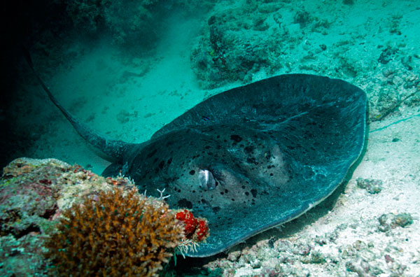 Cousine raie pasténague.