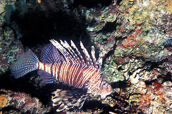 Rascasse volante. Une beauté empoisonnée.