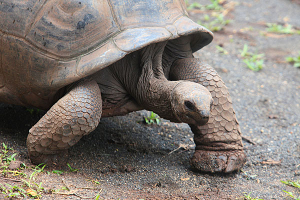 Enorme tortue terrestre. Elles furent éteintes suite à l'appétit des hommes. Celles présentes de nos jours ont été importées des Seychelles.