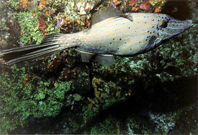 Poisson lime gribouillé