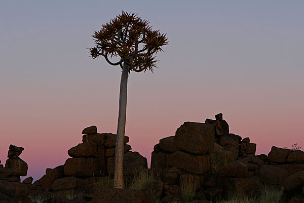 La Cour des Géants contient également des kokerbooms. Cette cour doit son nom à la disposition très ordonnée (mais naturelle !) de roches énormes, comme si des géants s'étaient amusés à sculpter ce terrain.