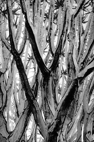 Le nom scientifique de l'arbre est Aloe Dichotoma du fait que chaque branche se divise en 2 autres branches.