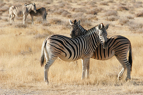 Cette disposition des zèbres n'est pas uniquement à caractère social. Cela permet surtout de pouvoir voir les prédateurs qui peuvent arriver par derrière.
