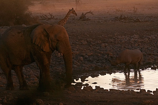Eléphant, girafe et rhinocéros, au trou d'eau, la nuit