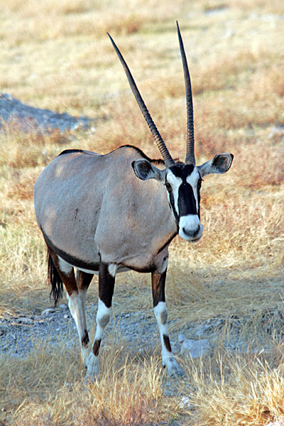 L'oryx, emblème du pays