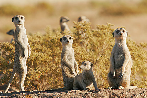 Suricates