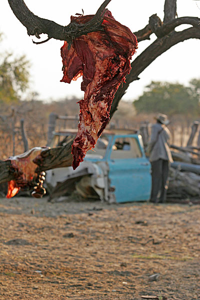 La place du bétail est centrale dans la société herero. Pour un mariage, un bœuf doit être sacrifié. Sa viande est distribuée aux invités.