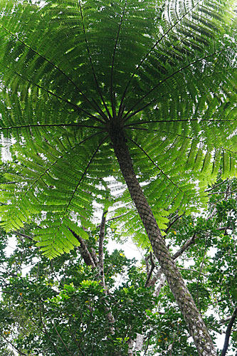 Fougère arborescente