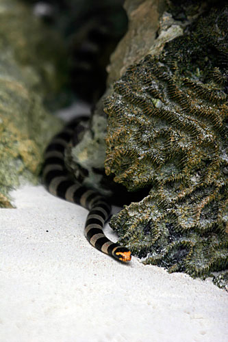 Le tricot rayé, un des sérpents les plus venimeux (cependant, il est timide)