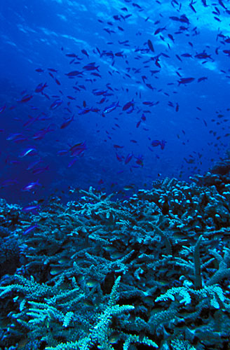 Coraux cornes de Cerf