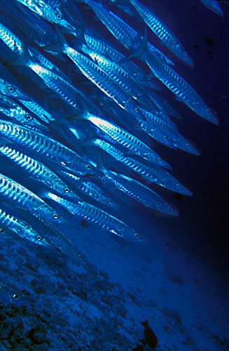 Barracudas