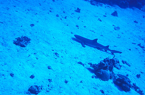 Requin point blanche