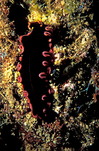 Nudibranche