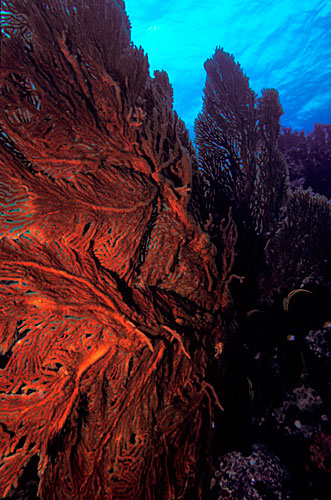 Les énormes gogrgones sont monnaie courante dans le lagon de Nouvelle Calédonie