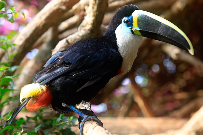 Toucan