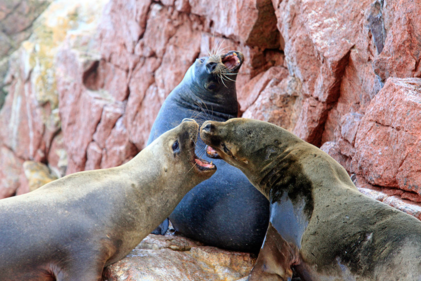 Les otaries à fourrure australe