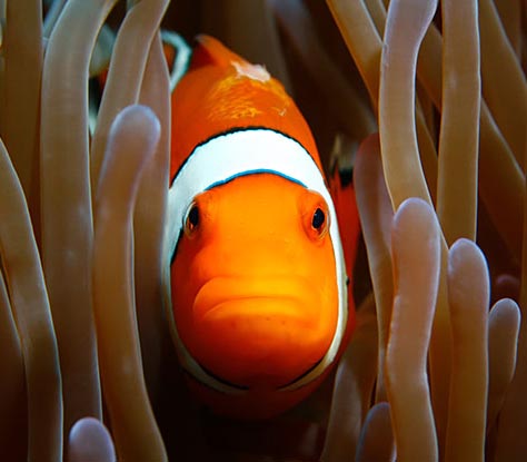 Republika ng Pilipinas Philippines